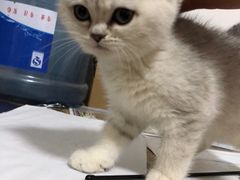 -喵zoo家庭繁育猫舍(尖东智能花园店)