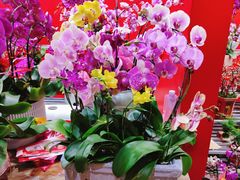 -越秀西湖花市(广州城市广场花卉店)