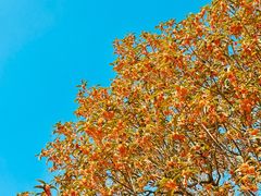 -南通洲际绿博园