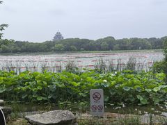-金鸡湖桃花岛