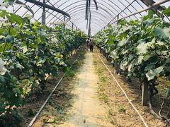 -马陆小张葡萄园农家乐