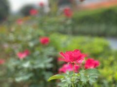 -弄堂里(阿里西溪A区店)