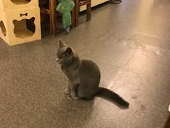 -猫色咖啡·猫咖
