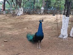 -昆明动物园