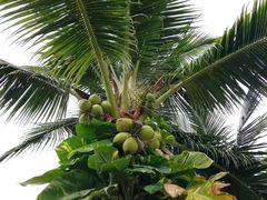 -新加坡文华东方酒店