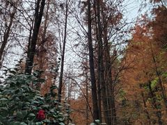 -广州市帽峰山景区