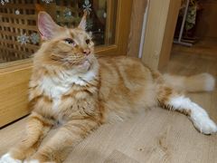 -MOCHA明星猫咖(田子坊店)