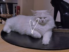 -瞄一喵猫咖(格力海岸店)