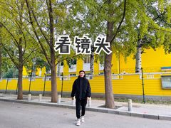 -三里屯东五街银杏大道