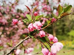 -北京国际鲜花港