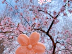 -桃花堤公园