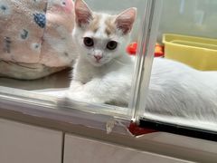 -babydoll猫舍·米努特·德文·缅因(久光中心店)