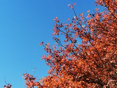 -北京西山国家森林公园