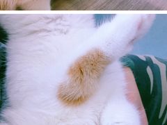 -飞行喵MR PILOT|猫舍·猫咖(静安大融城店)