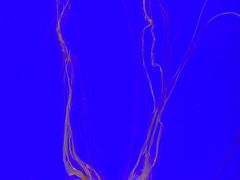 -上海海洋水族馆