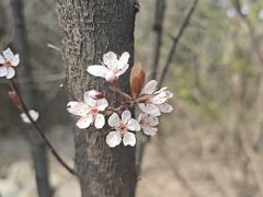 -北京周口店北京人遗址博物馆