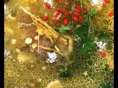 -乙丙丁正宗昭通天麻火腿鸡(总店)