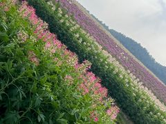 -径山花海