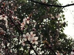 -顾村公园