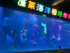 -蓬莱欧乐堡海洋极地世界