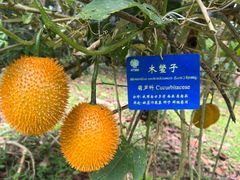 -中国科学院西双版纳热带植物园