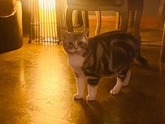 -咖法森林·咖啡  酒吧(天河店)