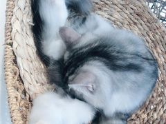 -飞行喵MR PILOT|猫舍·猫咖(静安大融城店)