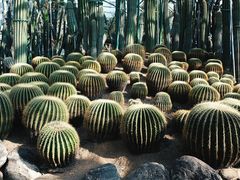 -南山植物园