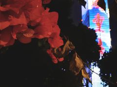 -重庆市江北嘴中央商务区中央公园