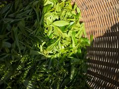 龙井新茶-龙井村