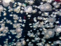 -太平洋海底世界