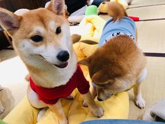 -逗柴咖啡屋·狗咖猫咖宠物桌游