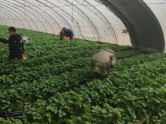 -大自然农场蔬菜草莓采摘园