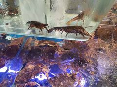 -盒马鲜生(悠方店)