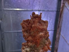 -丁脊壹绝·里脊肉