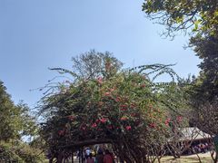 -中国科学院西双版纳热带植物园
