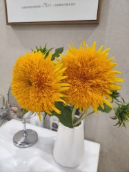 -熙朵美学植发连锁