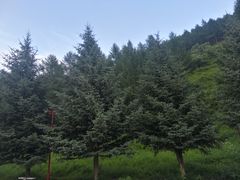 -塞罕坝国家级自然保护区