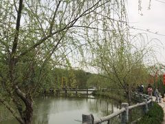 -天适樱花悠乐园