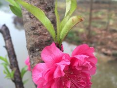 -南宁良凤江国家森林公园