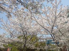 -高东镇樱花园