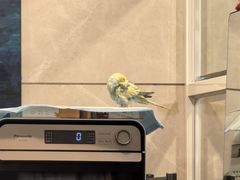 -瑞派·关忠动物医院·异宠专科·犬猫肿瘤·皮肤专科(望京店)