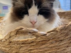 -怪兽屋·羊驼·猫咖·狗咖(俊华广场店)