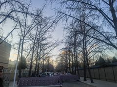 -三里屯东五街银杏大道