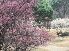 -杭州植物园