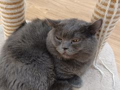 -COLOR PETS 撸猫馆·购猫·猫咖(长风大悦城店)