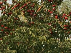 -武清南湖绿博园