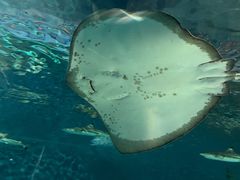 -上海海洋水族馆