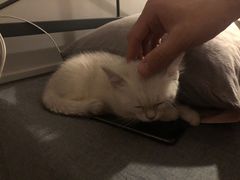 -袖虎·猫馆(体育西路店)