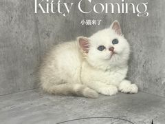 -小猫来了·猫舍(红山六九七九店)